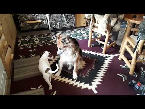 Roxy(14 years old Rescued German Shepherd X Husky ) & 6 month old Tanvee (Male Pit-Bull)