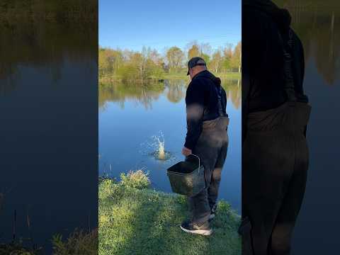 Carp Go NUTS 🤪 When You Do This To Your Boilies And Baits! 👀🎣 #fishing #carpfishing #fishingbait