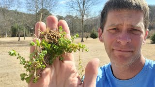 This Tough Weed Had No Chance Against Me