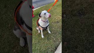 Video preview image #1 Mutt Puppy For Sale in Skokie, IL, USA