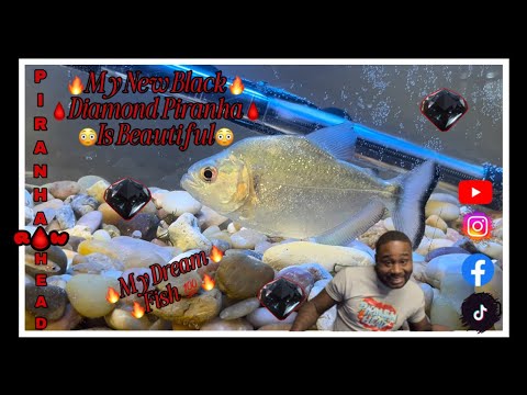 Black Diamond Piranha ￼