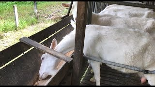 The Guatemalan Goats’ Love Shack