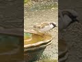 Handsome male sparrow.