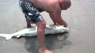preview picture of video 'Blacktip Shark Landed on Ocracoke Island, NC'