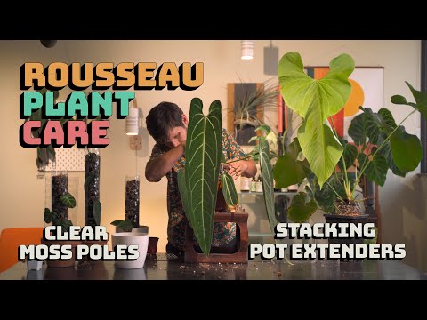 Clear Moss Poles and Pot Extenders - Introduction, Tutorial, and Care Tips