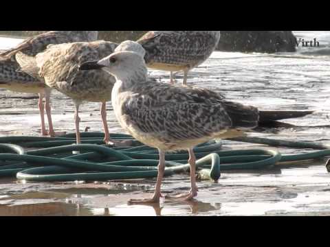 Zadar - Coast of Croatia