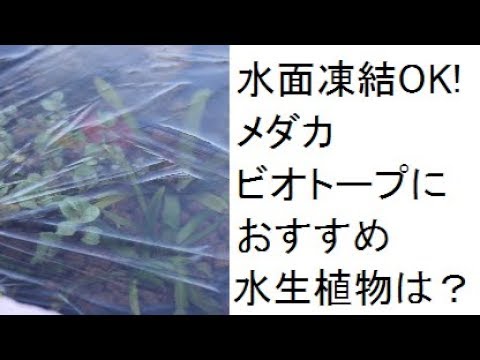 園芸 水生オエナンセ、水生フェンネル、水生ヘムロック