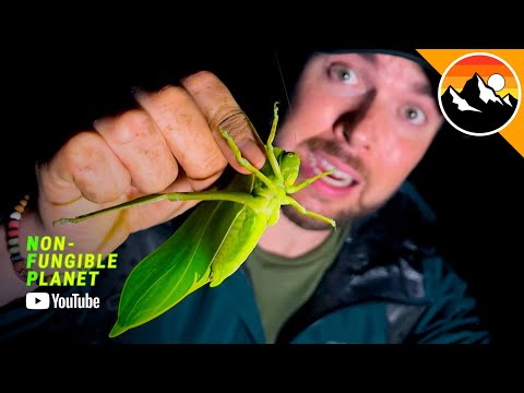 Giant Leaf Creature Found in Ecuador! | Non-Fungible Planet from YouTube