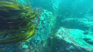 Sweet Dear - Toto dive