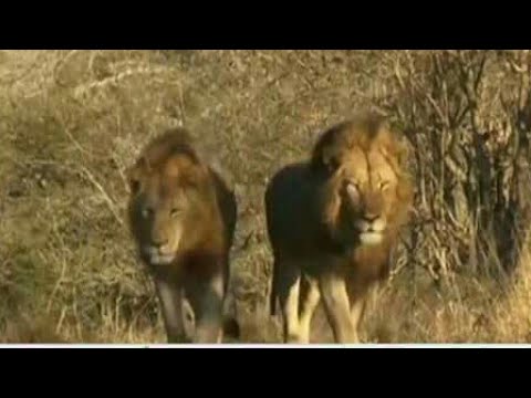 A short story of Ndhuna Matimba.. Must Watch..