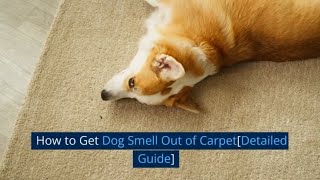 How to Get Dog Smell Out of Carpet [Detailed Guide]