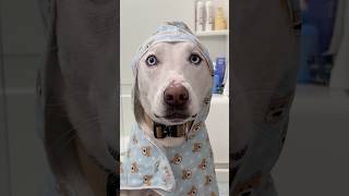 Can you guess the name of this song?🤭⬇️#dog #pets #puppy #dogshorts #doglife #doglife #dogowner