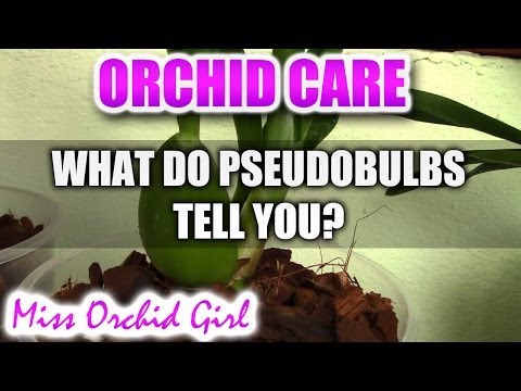 , title : 'What is your Orchid telling you? - Orchid pseudobulbs