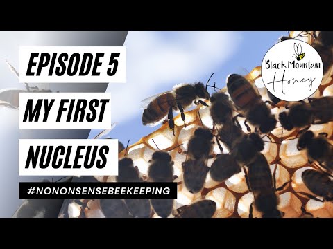 EP 5 - My First Nucleus - Do My Bees Have Chalkbrood?