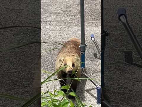 アナグマの種類 - スマトラ豚鼻アナグマ (Arctonyx hoevenii)