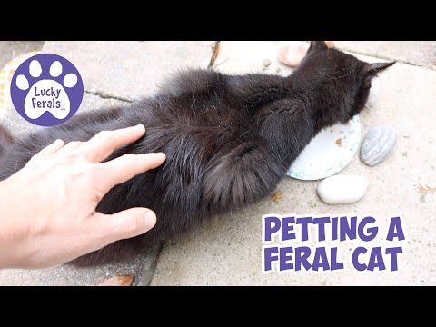Petting A Feral Cat * S4 E62 * How To Pet A Feral Cat