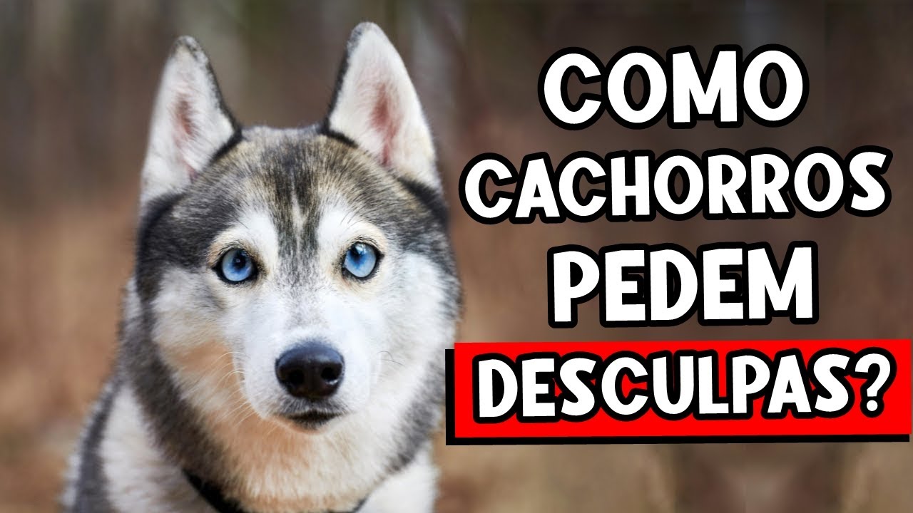 Como os CACHORROS pedem DESCULPAS aos seus humanos? (NÃO é o que você pensa!)