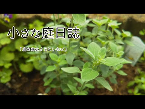 園芸 レモンタイム