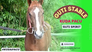 Download lagu KUDA PACU GUTI SPIRIT CALON INDONESIA DERBY 2024... mp3