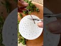 "Growing mint without soil"#mintgrowing