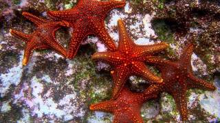 Mission Blue: Protecting the Blue Heart of the Planet with Sylvia Earle