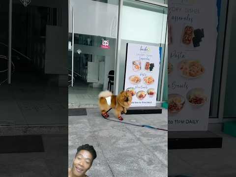 Dog cute nas #youtubeshorts #goat #video #videoshort