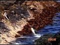 Little Einsteins Mr Penguin S Ice Cream Adventure On Nick On May 30 2012 Part 1