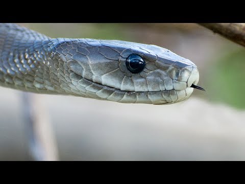 Crocodiles attack Black Mamba 02, Time Lapse Speed x2