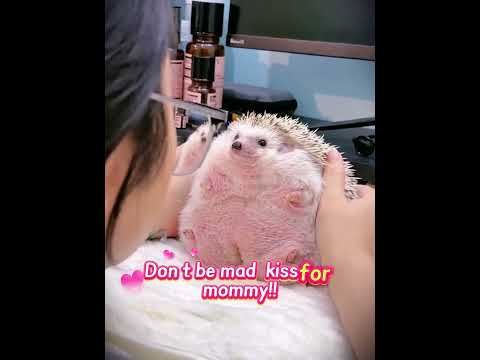 🦔💢 Don't call me chubby! #HedgehogLife #cute #pets #spiky #funny #trending #shorts