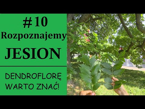 Rozpoznajemy JESION