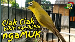 Download lagu Ciak Jos Kecial Kuning ampuh bikin Kecial Kuning malas bunyi jadi Joss gacor mp3 Download lagu Ciak Jos Kecial Kuning ampuh bikin Kecial Kuning malas bunyi jadi Joss gacor mp3