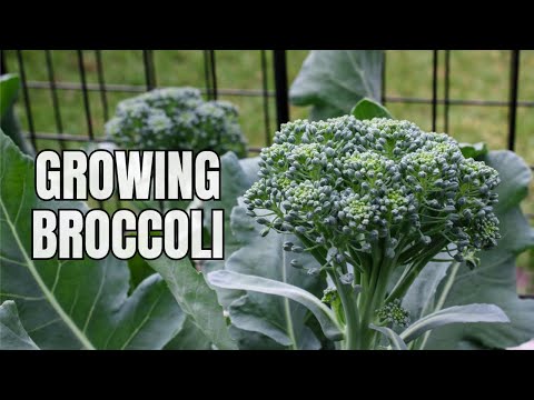 , title : 'Everything to Know About Growing Broccoli - Broccoli Planting Tips'