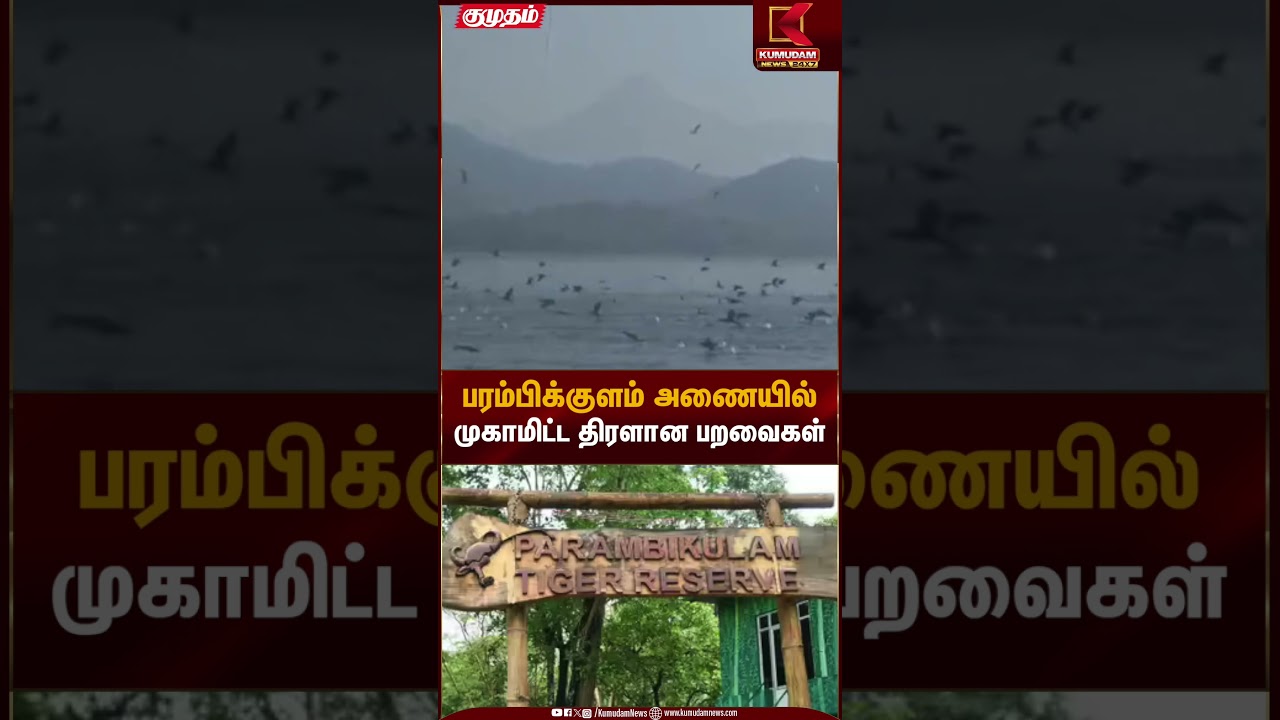 பரம்பிக்குளம் அணையில் முகாமிட்ட திரளான பறவைகள் | Wildlife | Birds | Kumudam News