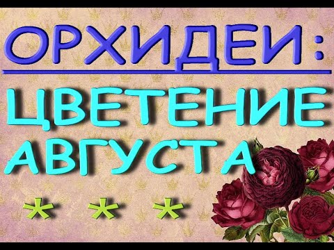 ЦВЕТЕТ много ОРХИДЕЙ в августовскую ЖАРУ!Цветение моих орхидей на 25 августа 2021.