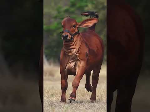 Super solid cow😁 #cow