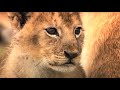 Day In The Life Of A Lion Pride Little Big Cat BBC Earth Kids