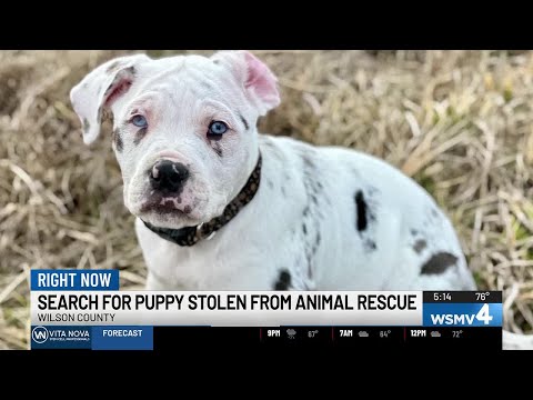 Stolen puppy from Middle Tennessee believed to be in immediate danger
