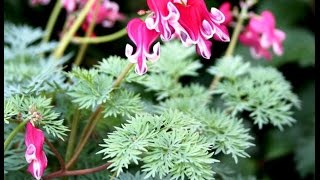 Best Garden Perennials, Dicentra Burning Hearts (Bleeding Heart)