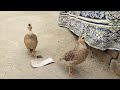 Teetar Ki Awaz Desi Teetar Ki Awaz Teetar Ki Awaz Junglee Teetar Ki Awaz Teetar Ki Awaz