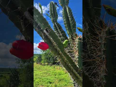 Fazenda 870 ha em Nova Soure BA