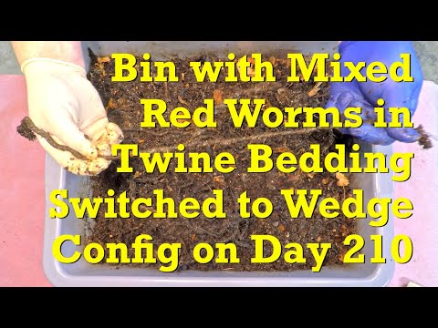 210-Day mixed red worms in twine bed get bin's layout changed to wedge - vermicompost
