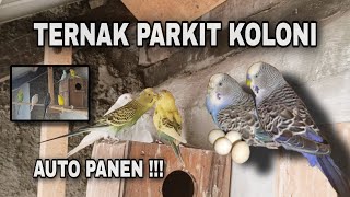 Download lagu Begini Cara Ternak Burung Parkit Di Aviary Sederhana !! Ternak Koloni Parkit Untuk Pemula !! mp3 Download lagu Begini Cara Ternak Burung Parkit Di Aviary Sederhana !! Ternak Koloni Parkit Untuk Pemula !! mp3