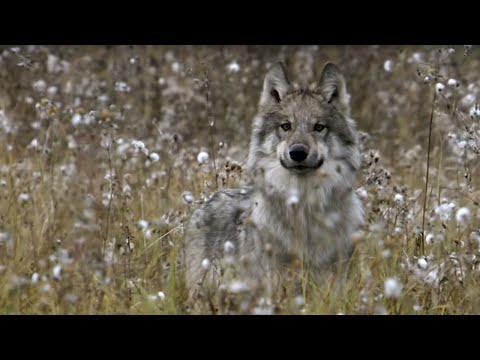 How Wolves Outsmart Buffalo During Hunting | BBC Earth