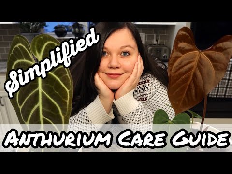 A Simplified Anthurium Care Guide