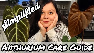 A Simplified Anthurium Care Guide
