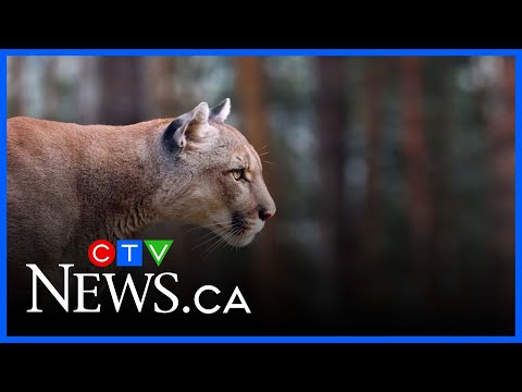 Viral video of mystery Manitoba cat sparks debate