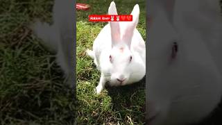 Download lagu Rabbit catching in jungle 🐰🐰❤❤ #rabbit #shorts #youtube #jungle #viral mp3 Download lagu Rabbit catching in jungle 🐰🐰❤❤ #rabbit #shorts #youtube #jungle #viral mp3