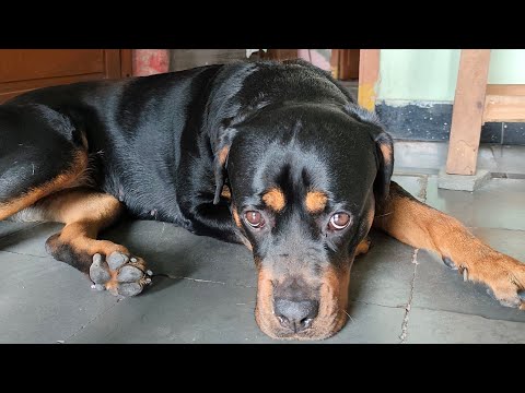 We went to kennel with rottweiler 🥰 part 1 #rottweiler