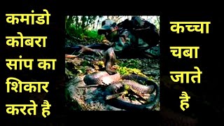 Commando Training में किस तरह Cobra सांप से निपटते है फौजी Cobra Commando Training | Indian Army