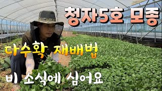 수확량 많은 청자5호 서리태콩 모종 심어요